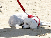 Судья-эксперт судится с собачницей после выставки собак