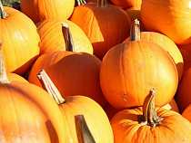 В Зеленоградске отметят День оранжевой тыквы