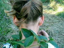 Роспотребнадзор: каждый третий пострадавший от клещей в регионе - ребёнок