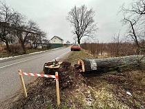 Общественница возмущена рубкой гнилых деревьев для реконструкции дороги