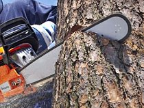 Под Калининградом с поличным задержали "черных лесорубов"