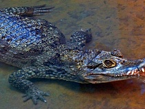 Опубликовано пугающее видео с крокодилами из Калининграда