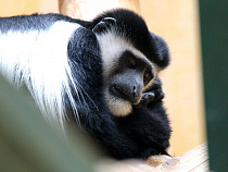 Калининградцы скормили тыквы Хеллоуина обезьянам 