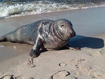 На пляж Балтийска выбросился тюлень