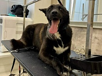 Брошенную собаку погибшего на СВО жителя Багратионовска усыновили 