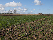 Первая подкормка озимых зерновых культур в Калининградской области практически завершена
