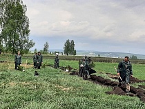 Власти назвали ценность деревьев и кустов при компенсационном озеленении