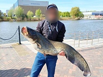 Рыбак в Калининграде поклялся не разделывать на котлеты сома-гиганта