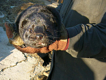 В Светлогорске обсудили разведение пушных зверьков