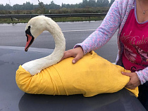 Сотрудник ГИБДД спасла лебедя от смерти (видео)