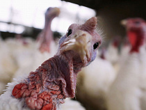 В Калининградской области на площади 1000 га построят индюшачью ферму 