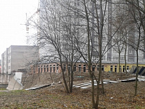 В Калининграде штормовой ветер повалил 14 деревьев (адреса)