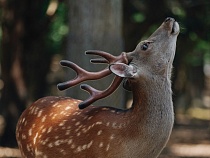 Туристы на Куршской косе признали за коровами статус оленей