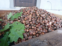 В кедровом питомнике под Зеленоградском хотят выращивать красные дубы