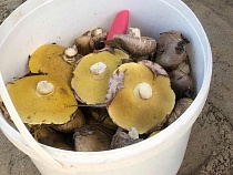 Леса Калининградской области охватило грибное сумасшествие