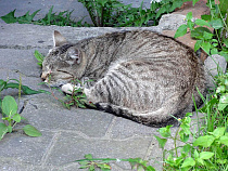 У бройлеров и попугаев выявили сальмонеллёз, у кошки – хламидии 