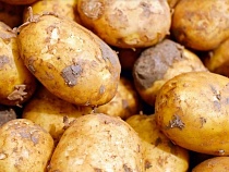 В Калининград привезли 40 тонн семенного картофеля из Великобритании