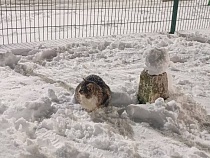 Потерянный кот на нейтральной полосе в Гжехотках оказался местным