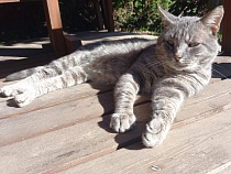 Калининград охватывает смерч исчезновений собак и котов двух пород