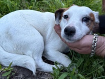 Под Калининградом граждане Германии удерживают чужую собаку