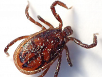 Роспотребнадзор: с начала сентября на клещей пожаловались 204 жителя региона