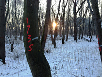 Деревья у калининградской гимназии № 1 вырубать не будут