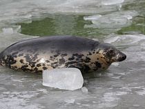 В Калининградском зоопарке отмечают "День тюленя"