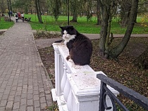 В Зеленоградске умер кот-символ городского парка