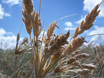 Правдинский район стал лидером по темпам уборки зерна в регионе