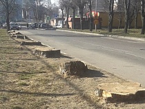 В Балтийске вырубают все пирамидальные тополя