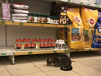 В магазине "Семья" в Янтарном сняли голодную киску (фото)