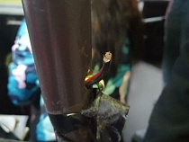 По Калининграду ездит искрящийся автобус 