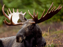 Полицейские попросили браконьера ответить за лося