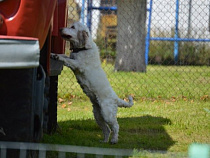 Лучший в Калининграде "поисковик" наркотиков служит в ИК-4