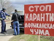 В приграничных с Калининградской областью районах зафиксированы вспышки АЧС