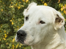 Под Зеленоградском мужчина месяцами расстреливал собаку