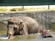 Как слониха Преголя спасается в жару