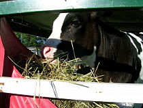 Задержан находившийся в федеральном розыске похититель телят