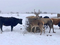 На ферму в Зеленоградском районе к коровам пришли олени