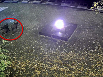 Власти Зеленоградска: убегать от кабанов бесполезно