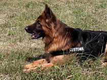 Пёс Лойд нашёл рекордную партию контрабанды