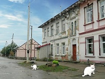 Под Калининградом отец-садист расправился с котятами своего ребёнка