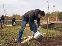 Алиханов посадил деревья «на нормативном расстоянии» от дороги