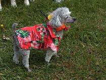 В виртуальной кассе КЖД началась продажа билетов на провоз багажа и животных