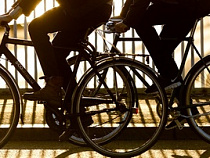 Участники международного велопробега высадят в Калининграде 18 саженцев вяза