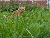Коты Калининграда потребовали у людей ещё больше денег