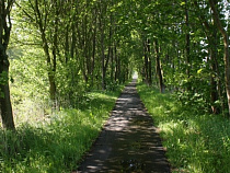 Каждую неделю от укусов клещей страдают десятки калининградцев