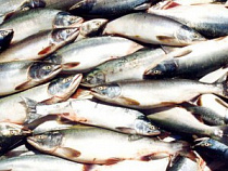 В Калининграде задержано 54 тонны тунца из Эквадора