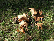 Двое жителей Правдинского района за срубленные деревья отработают по 200 часов