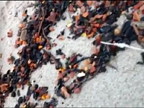 В Калининградской области появились завалы очень крупного янтаря (видео)